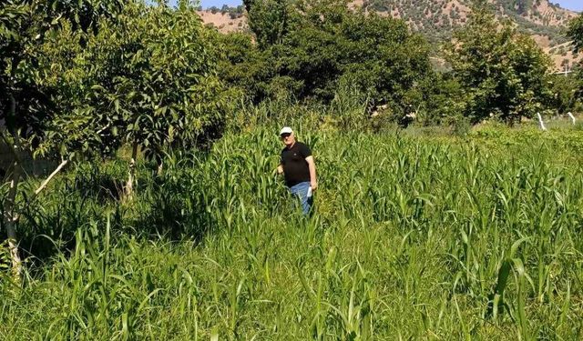 Aydın'da sorgum otu ekili alanlar kontrol edildi