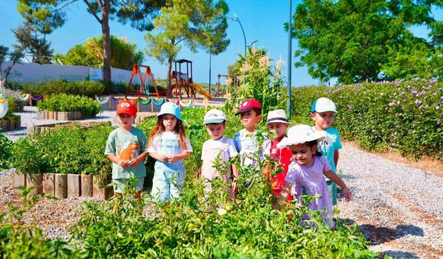 Didim Belediyesi Tarım Parkı'nda minikler hasat deneyimi yaşadı