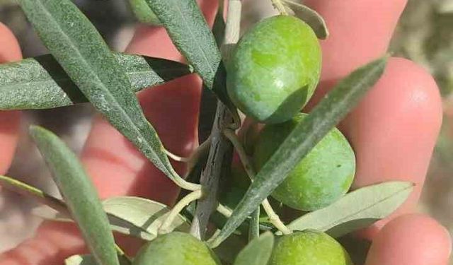 Didim'de zeytin üreticilerine sinek uyarısı