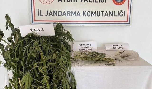 Efeler'de kenevir operasyonu