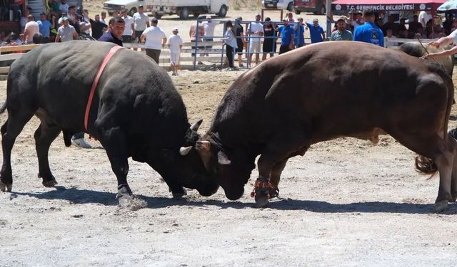 Ege'nin pehlivan boğaları Germencik'te arenaya çıktı