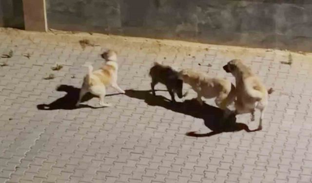Kangalın saldırdığı yaban domuzunu sürüsü kurtardı