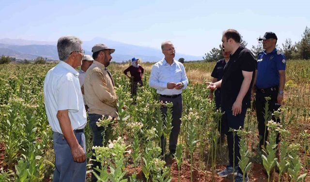 Karacasu Kaymakamı Battal tütün üreticileriyle hasat mesaisine katıldı