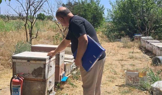 Köşk'te arılı kovan tespit çalışmaları sürüyor