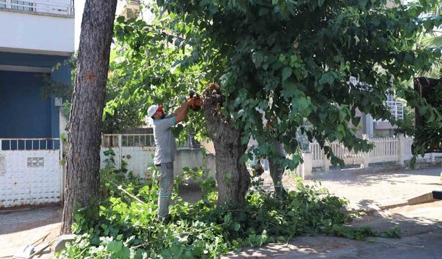 Nazilli'de yeşil alanlarda sonbahar hazırlığı