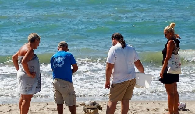 Kuşadası Körfezi'nde 4 deniz kaplumbağası ölü bulundu