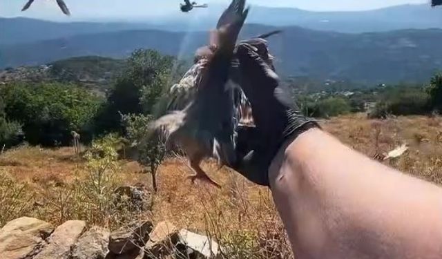 Aydın'da doğal yaşam alanlarına kınalı keklik salımı yapıldı