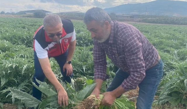 Coğrafi işaretli Gölhisar Enginarı'nda hasat için geri sayım başladı