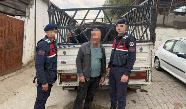 Koçarlı'da çaldığı büyükbaş hayvanları satan şüpheli tutuklandı