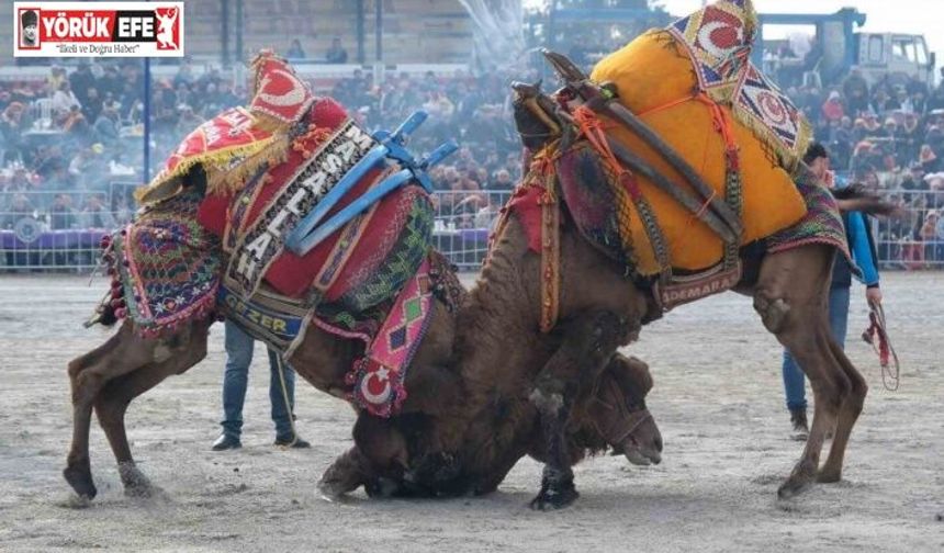 Karpuzlu deve güreşine hazırlanıyor