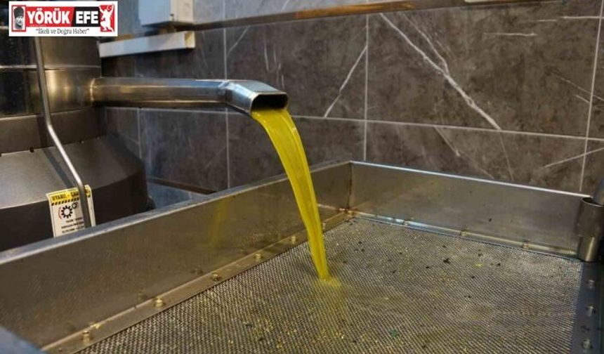 Aydın’da zeytinin yağa dönüşümü başladı