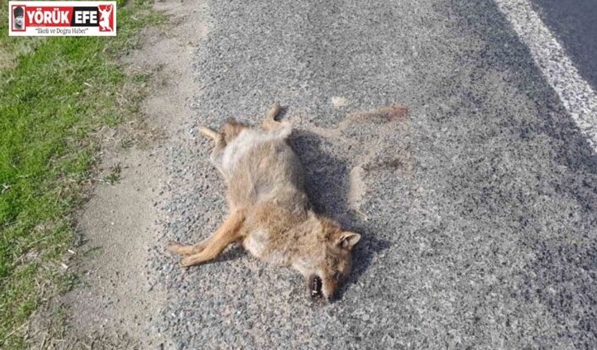 Aracın çarptığı tilki telef oldu