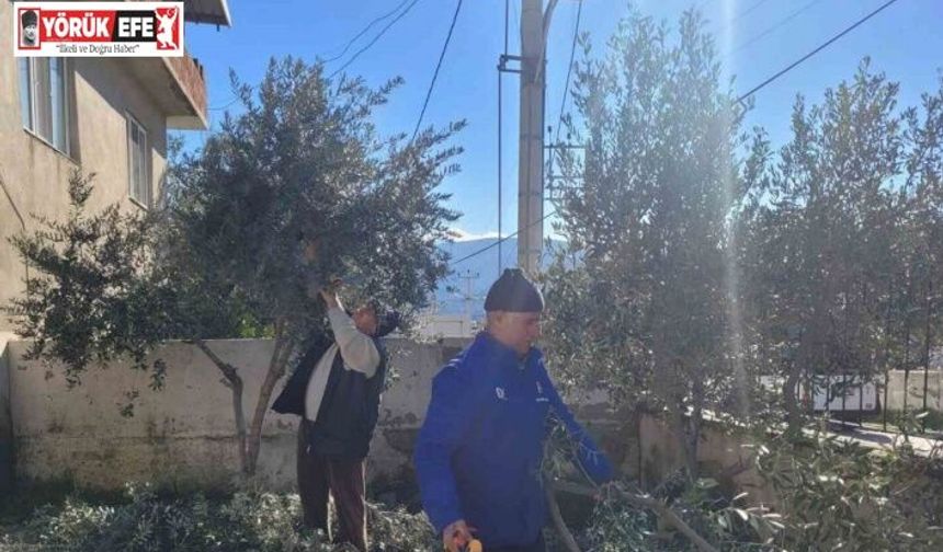 Buharkent’te kursiyerler zeytin ağaçları başında ter döktü