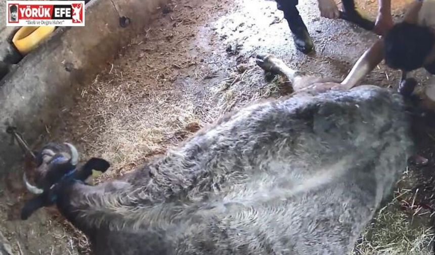 Doğum yapmakta zorlanan ineği sezaryen yapan S.T.’den açıklama: Çağırdılar insanlık namına yardımcı oldum