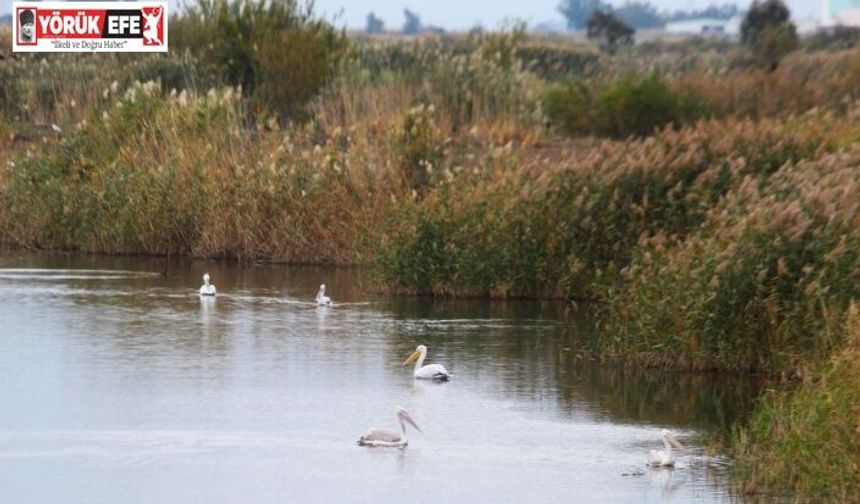 EKODOSD Başkanı Sürücü: "Söke Ovası antik dönemdeki deniz görünümüne döndü"