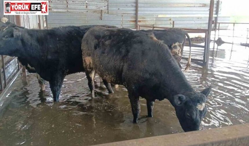 Hayvan damları sular altında kaldı, hayvanlar tahliye ediliyor