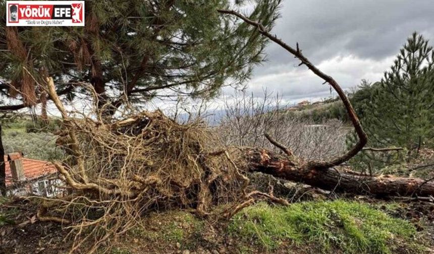 Karacasu’da aşırı yağışlar sonrası toprak kaydı, ağaçlar devrildi