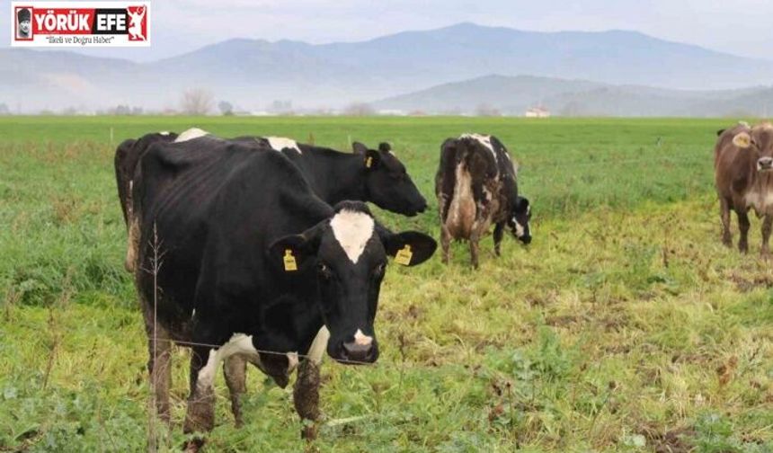 Karacasu’da şap hastalığına yönelik karantina kaldırıldı
