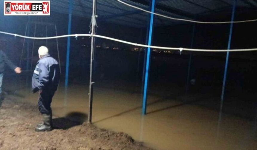 Koçarlı’da su baskını sonrası hayvan tahliyesi sürüyor