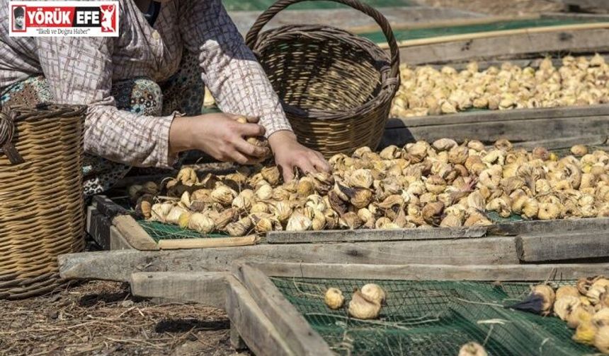 Nazilli’de incir üreticileri bilinçleniyor