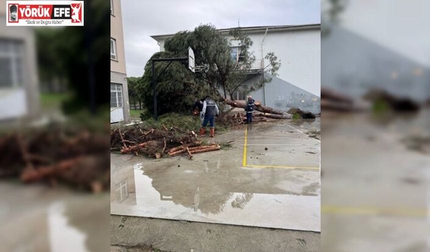 Okul bahçesindeki çam ağaçları kuvvetli rüzgara dayanamadı