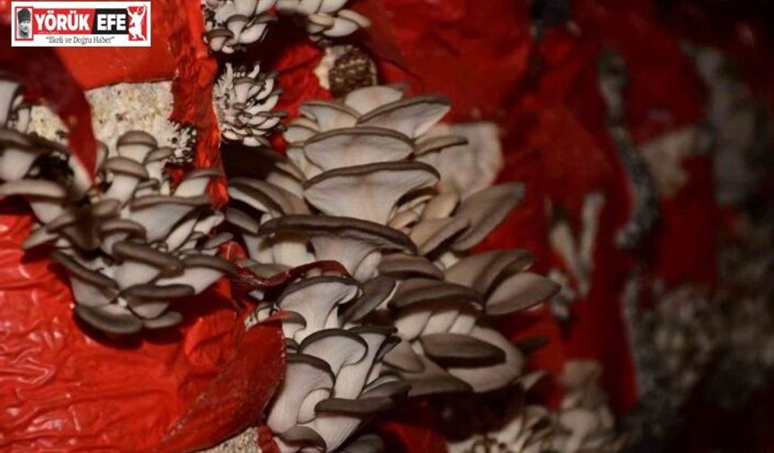 Sultanhisar’da mantar yetiştiriciliği kursu açılıyor