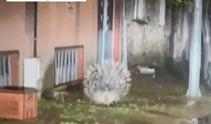 Yenipazar’da nesli tükenmekte olan oklu kirpi kameraya yansıdı