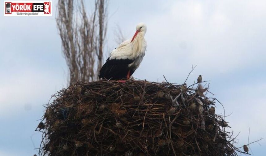 Yılın ilk leylekleri gelmeye başladı, ilk gören 1 çuval unu kaptı