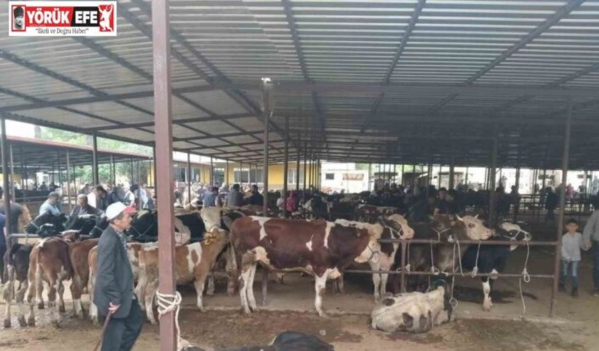 Aydın’da hayvan pazarlarında yeni dönem: "Kurallar ve saatler belirlendi"