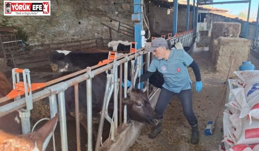 Aydın’da şap ve hastalıklara karşı aşılama çalışmaları sürüyor