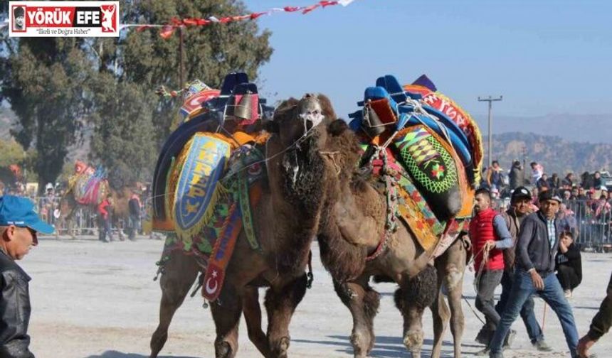 Deve güreşi takvimi belli oldu