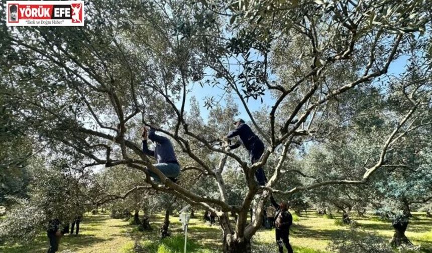 Koçarlılı üreticilere uygulamalı budama eğitimi