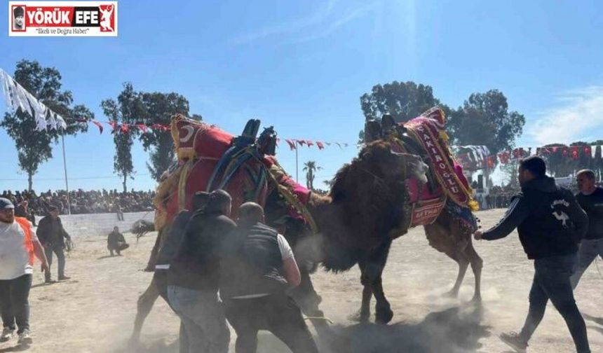 Şap karantinası kalktı, deve güreşleri İncirliova’da başladı