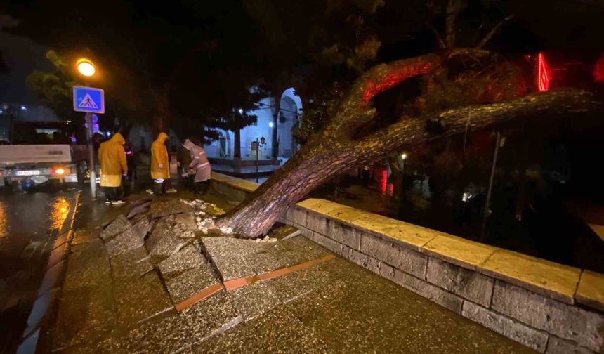 Aydın kent merkezinde faciadan dönüldü: Asırlık çam ağacı devrildi