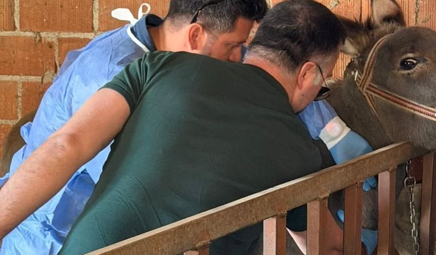 Aydın'da at ve eşeklerden numune alınıyor