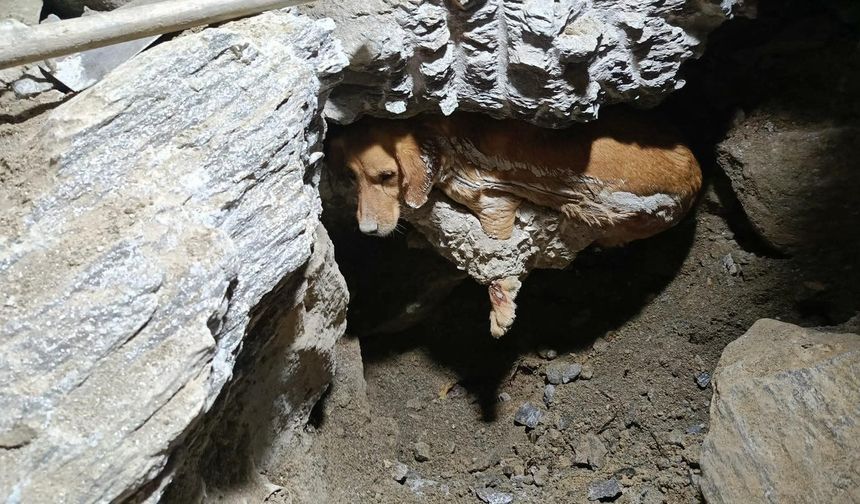 Betonun içine sıkışan köpek kurtarıldı