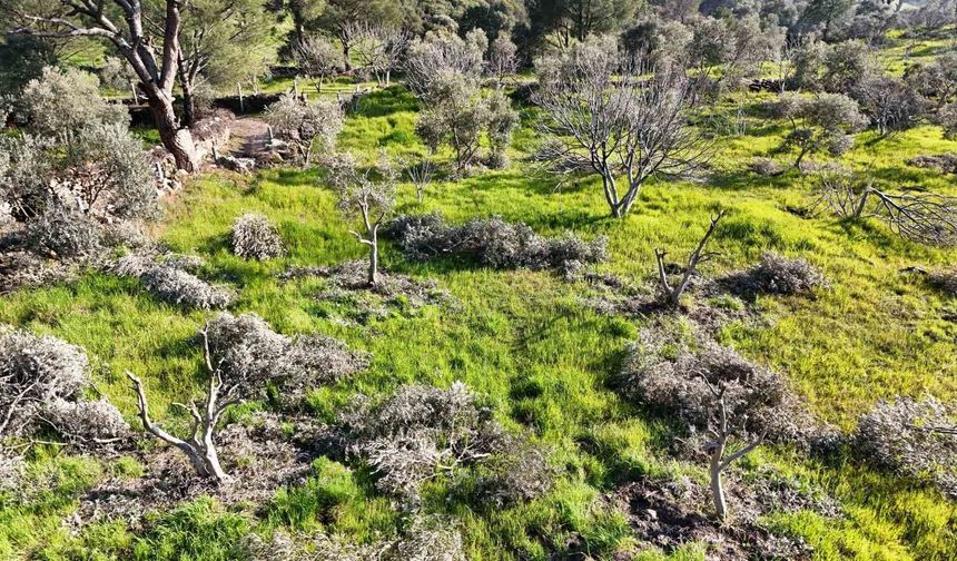 Böyle öfke görülmedi, bir gecede yüzlerce incir ve zeytin ağacını kesip ortadan kayboldular