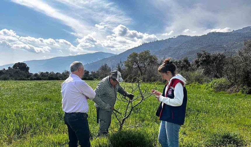 Bozdoğan İlçe Tarım ve Orman Müdürlüğü ekipleri ilek bahçesinde bakım yaptı