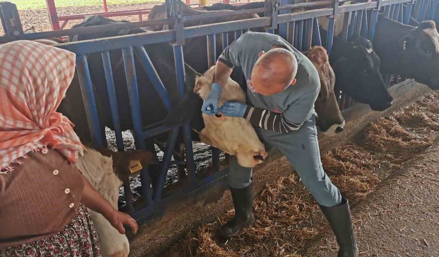 Bozdoğan'da aşı ve küpeleme çalışmaları sürüyor