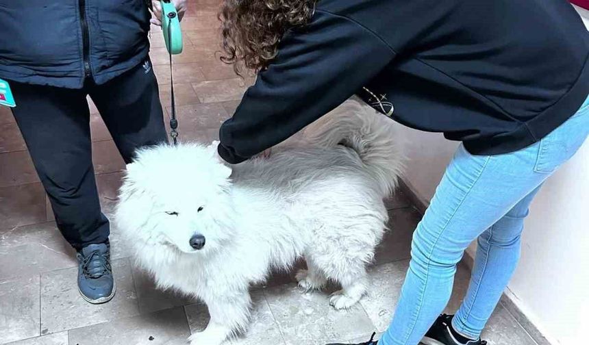 Didim'de evcil hayvanlar aşılanıyor