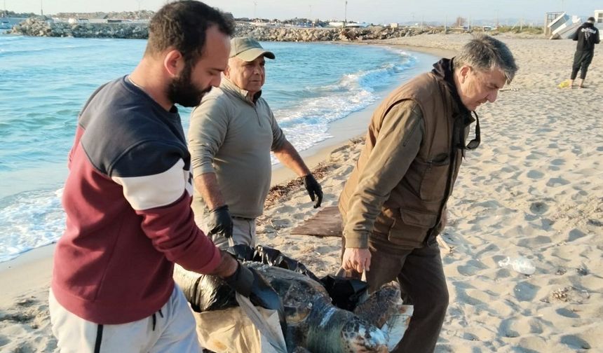 Kuşadası'nda 2 yeşil deniz kaplumbağası ve 1 caretta caretta ölü bulundu