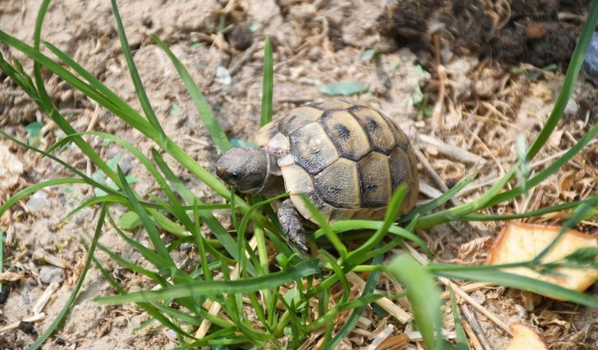 Kuşadası'nda kaplumbağalar için özel yaşam alanı oluşturuldu