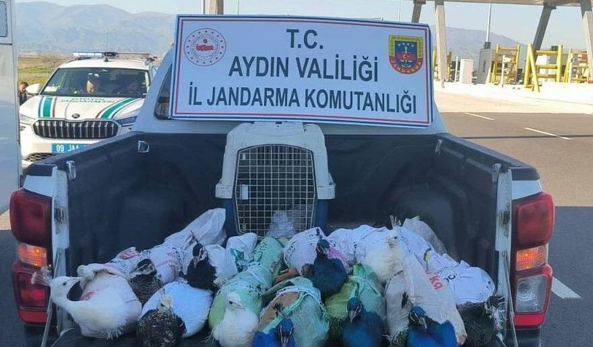 Otobüs bagajından hayvanat bahçesine