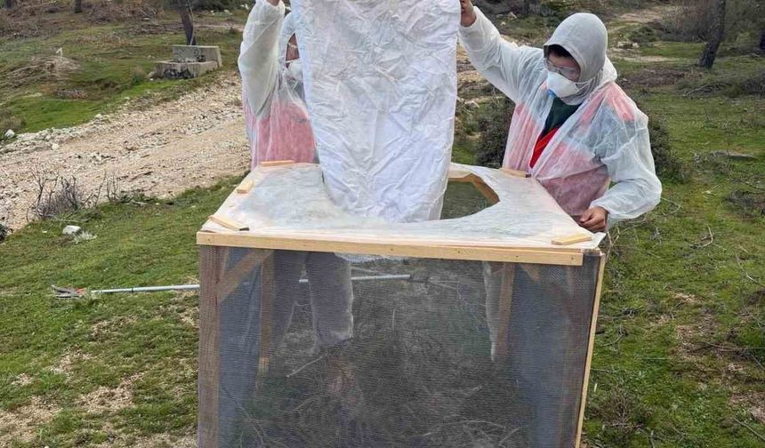 Aydın ormanlarında çam kese böceğine karşı kapsamlı mücadele