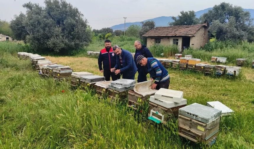 Aydın'da ana arı üretim kovanları denetlendi