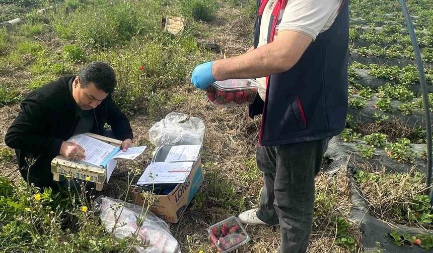 Aydın'da hasat öncesi çilek bahçeleri kontrol edildi