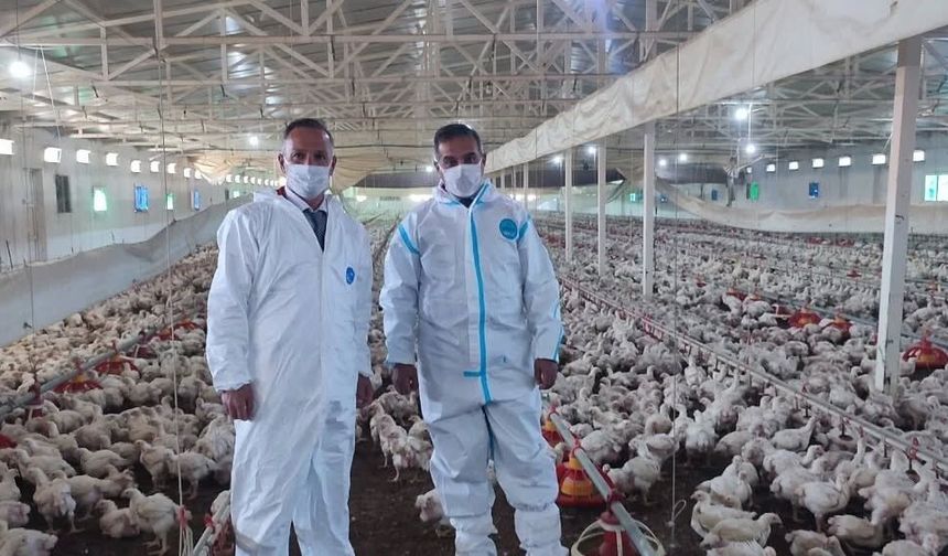 Aydın'da kanatlı üretimi 71 işletmede sürüyor