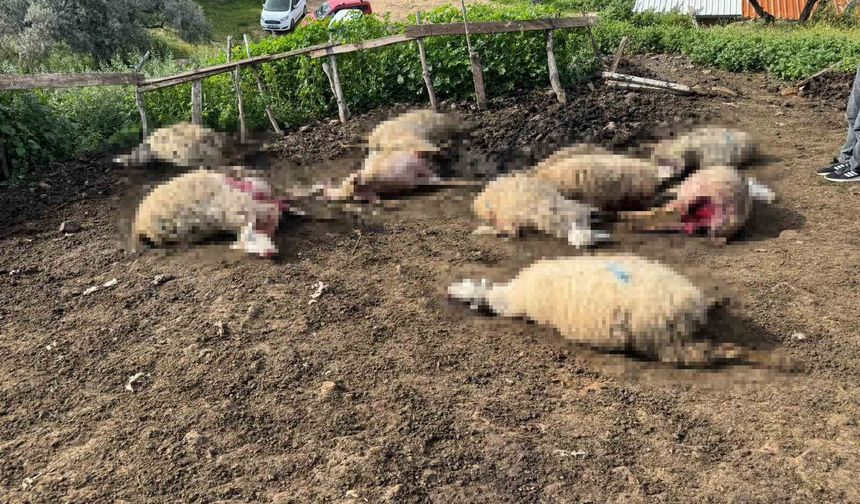 Aydın'da kurt saldırısı vatandaşları tedirgin etti