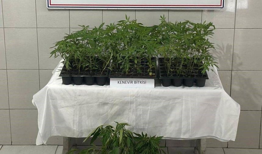 Bozdoğan'da 174 kök kenevir ele geçirildi