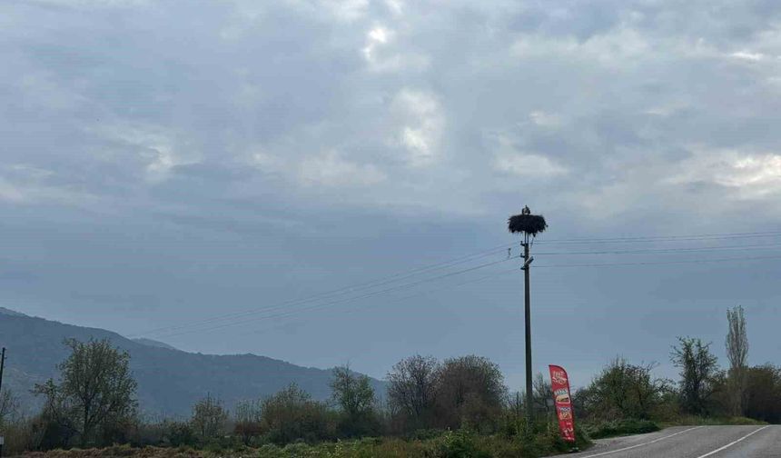 Bozdoğan'da baharın müjdecisi leylekler yuvalarına döndü